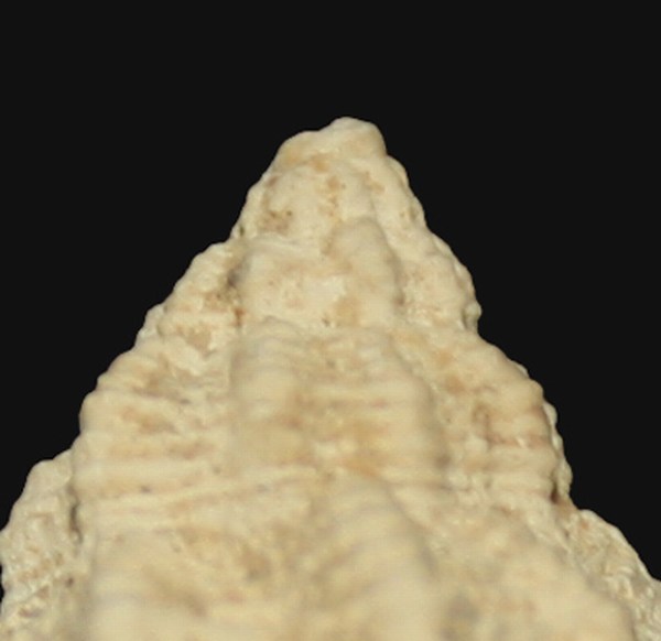 Hexaplex trunculus (Linneo, 1758) - Pleistocene Brindisi